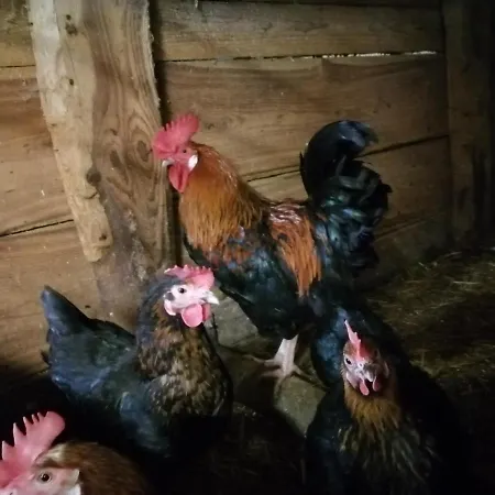 Lejlighed Berglerhof