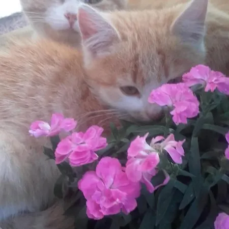 Apartament Berglerhof Filzmoos